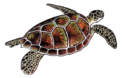 sea turtle