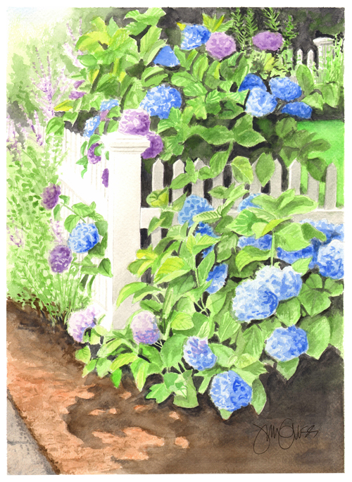 hydrangea